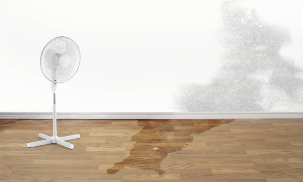Best Flood restoration services  in Evans City, PA