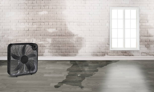 Best Water damage restoration near me  in Evans City, PA